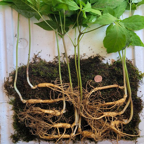 강원도 자연이 키운 4-5년근 야생 장뇌삼 50뿌리